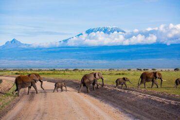 Home 73 Amboseli safari