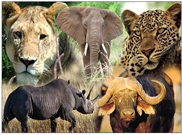 Kenya wildlife safari Big Five — lion, leopard, elephant, buffalo and rhino in Kenyan national parks, Armani Tours wildlife guide