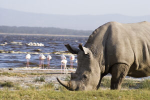 4 Day L Nakuru and Maasai Mara Safari 1 Lake Nakuru National Park Rhino Sanctuary