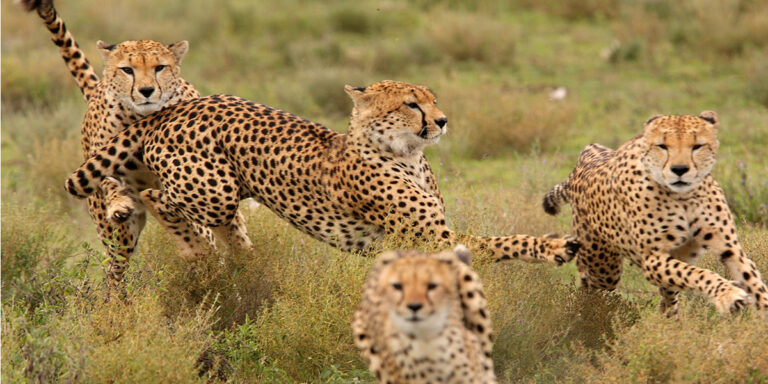 Masai Mara Lake Naivasha and Amboseli