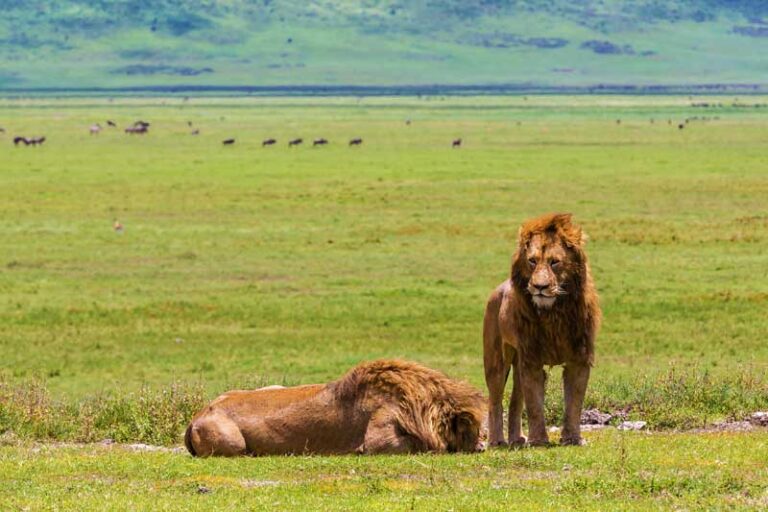 Ngorongoro and Serengeti Safari