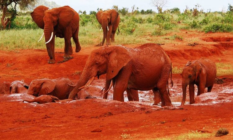 Masai Mara L Nakuru Amboseli Tsavo