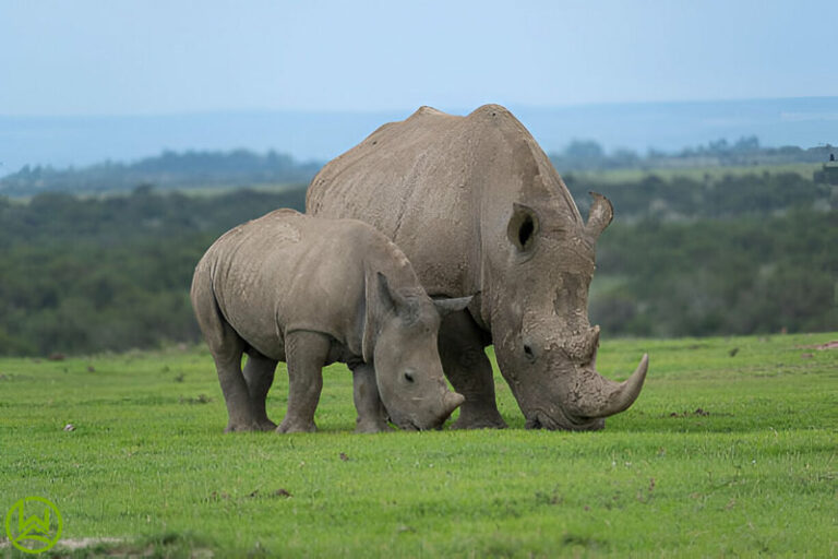 2 Day Ol Pejeta Conservancy Safari