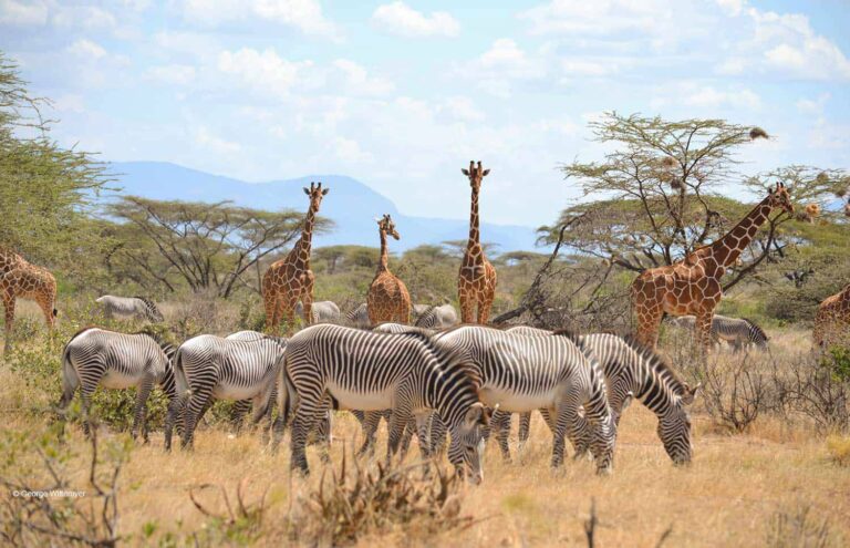 3 Days Samburu Safari