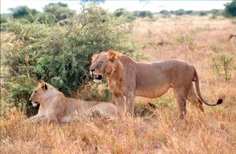 Tsavo and Watamu