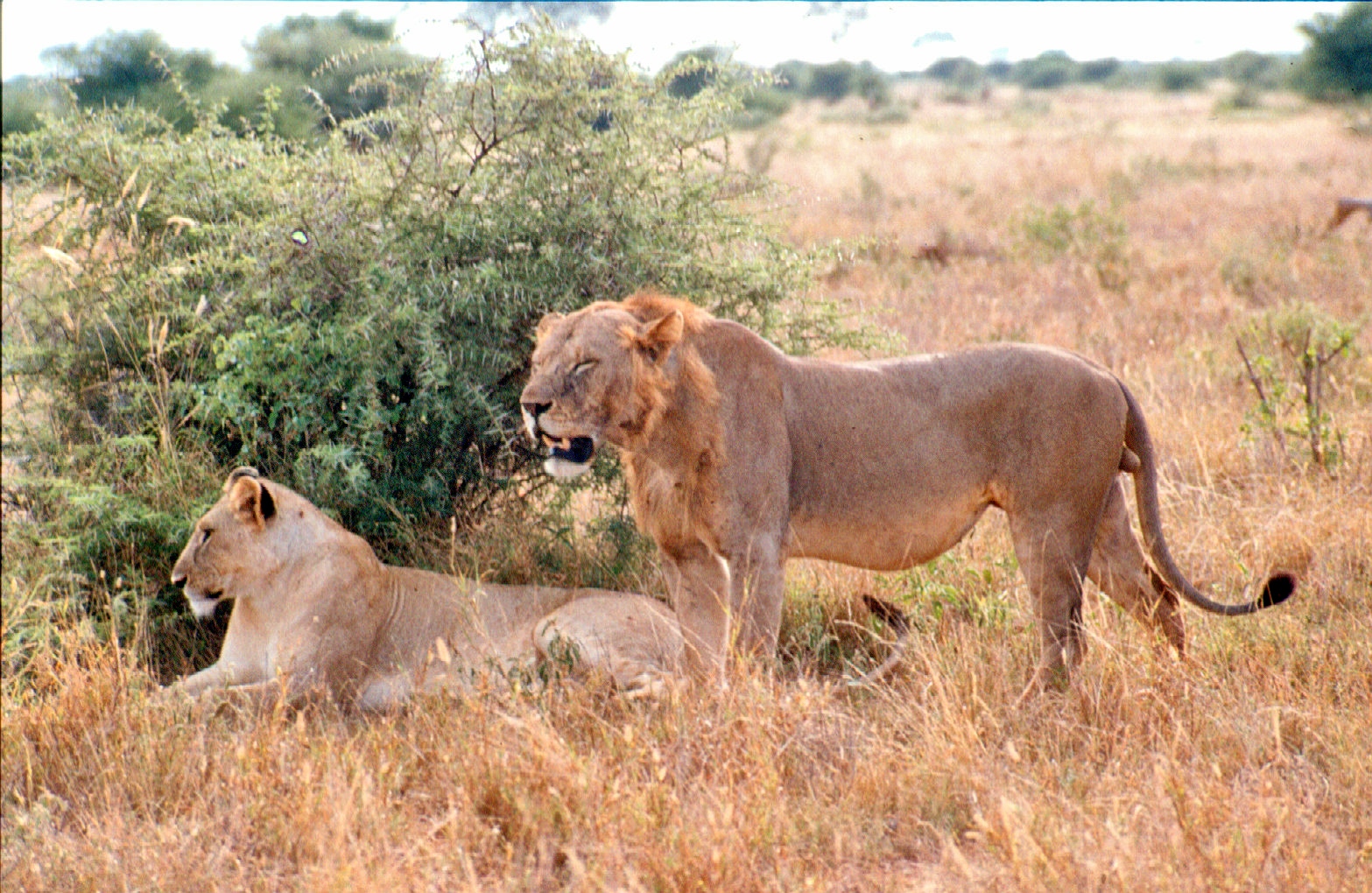 Tsavo and Watamu