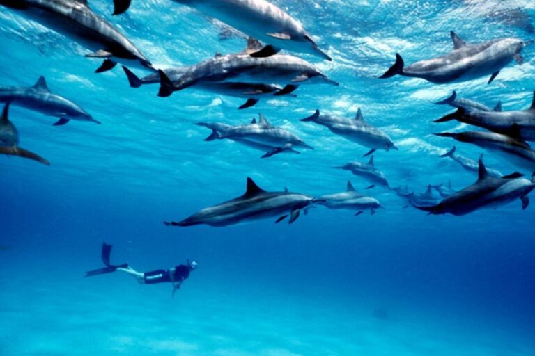 Zanzibar Wildlife Safari