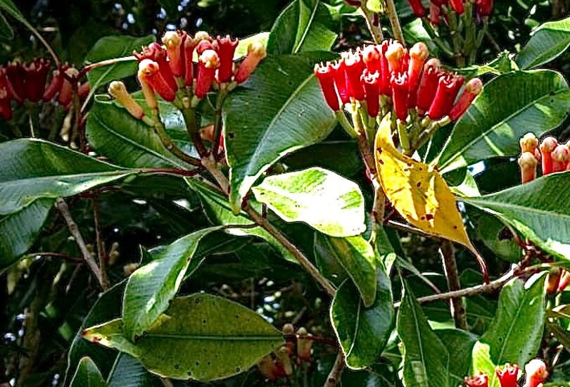 Zanzibar Beach Resorts 68 Spice Plantation Tour