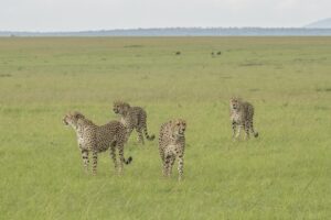 Cheetah sighting in the Maasai Mara — the kind of moment our guides find