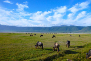 Ngorongoro crater scenary