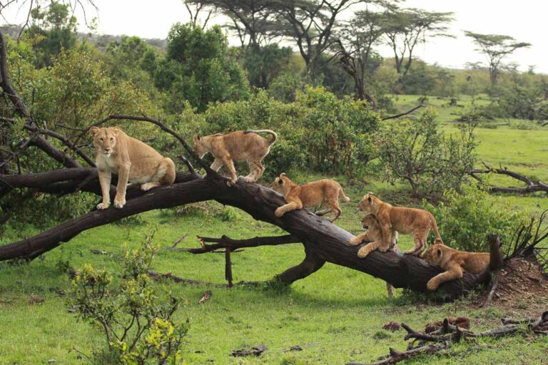 Ol Pejeta and Samburu Reserve Safari