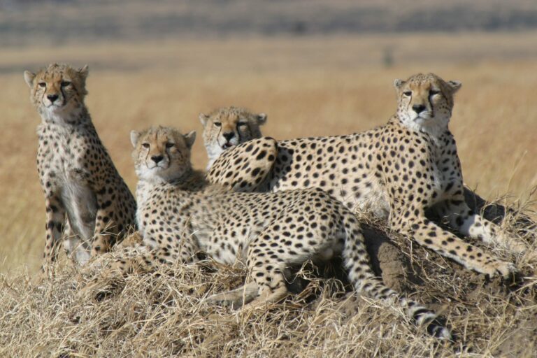 Amboseli Tsavo Watamu