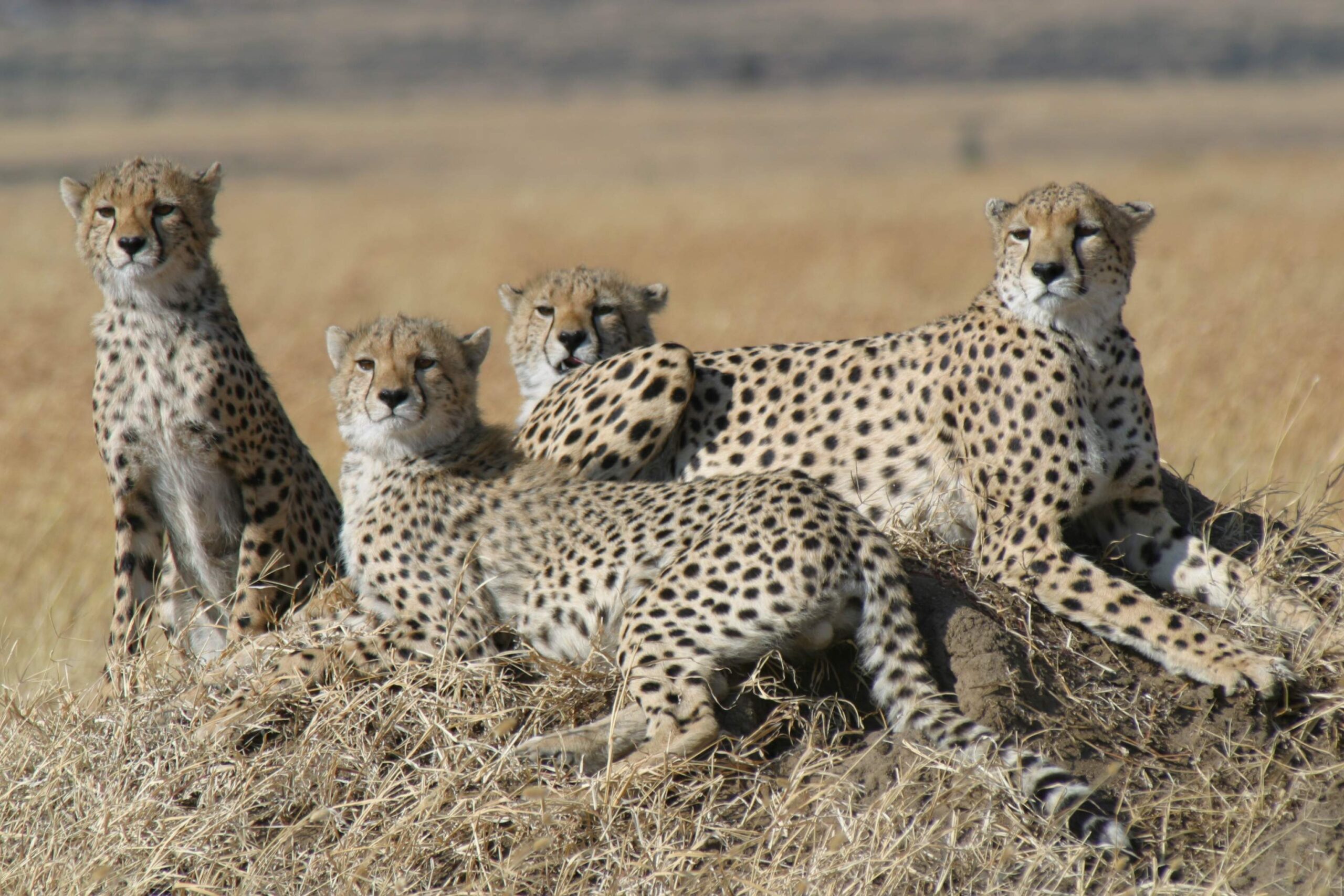 Amboseli Tsavo Watamu