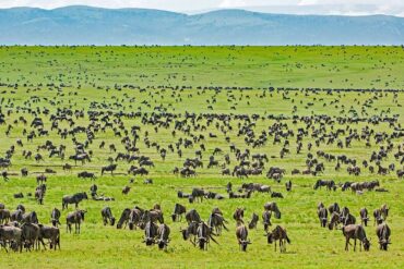 Tanzania Safari