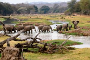 Ruaha national park