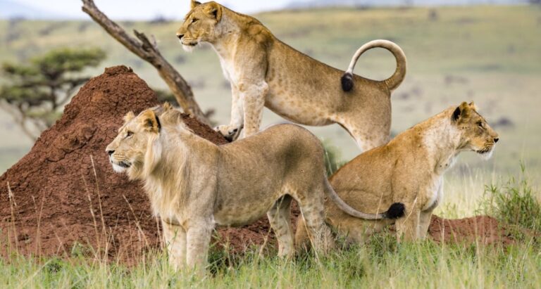 3 days masai mara safari