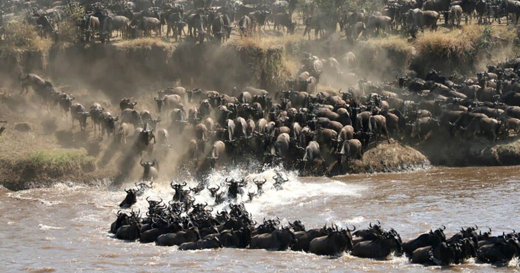 Thousands of wildebeest gathering at the Mara River bank during the Masai Mara Wildebeest Migration Safari