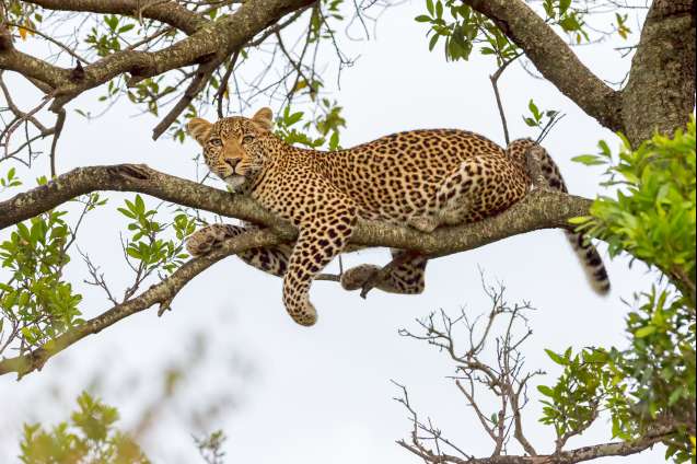 Leopard in acacia tree — photography safari opportunity during things to do in Masai Mara