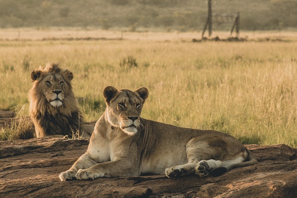 Professional wildlife photographer capturing lions during the best time for safari in Kenya with perfect golden light