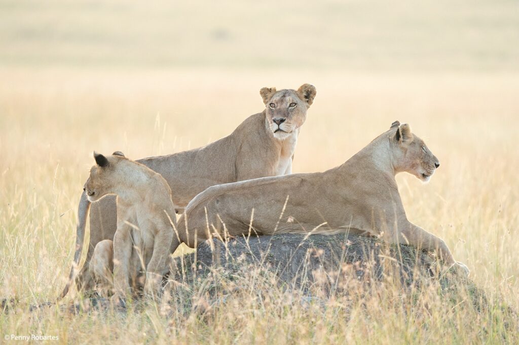 Home 3 Lions on a 3-day Kenyan safari Masai Mara