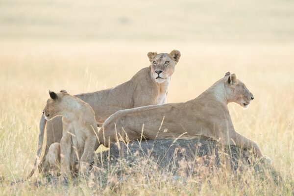 4 Day Masai Mara Safari