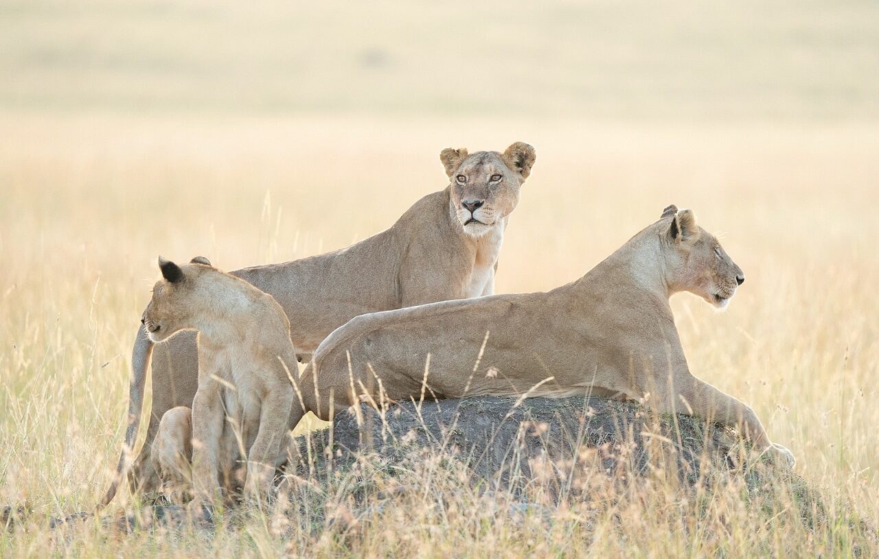 4 Day Masai Mara Safari