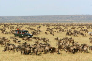 Massive wildebeest herd during July migration showing the best time to visit Masai Mara for the Great Migration