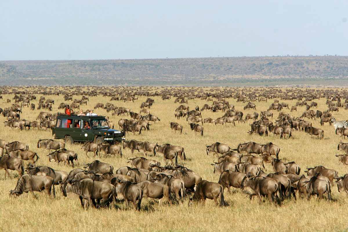 Massive wildebeest herd during July migration — best time for a 3 days Masai Mara safari Great Migration