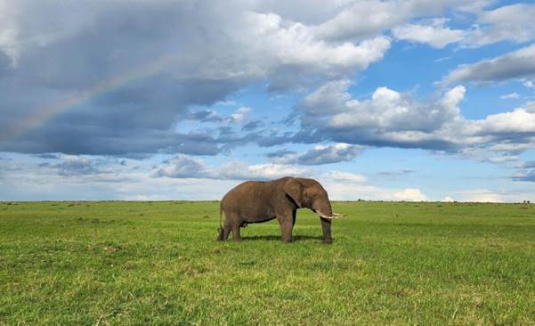 Rainbow over lush green Masai Mara plains during April long rains — best time for budget safari in Kenya