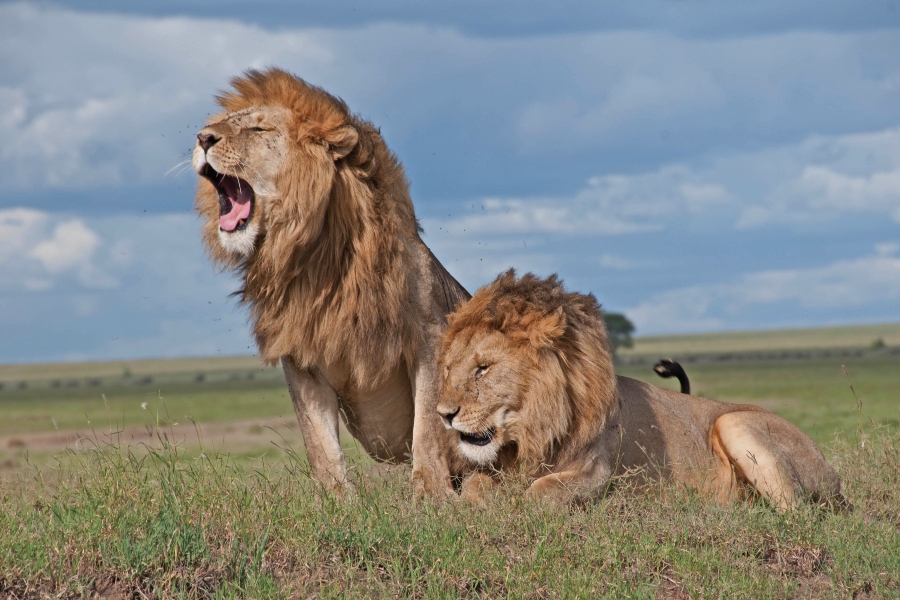 Masai Mara Safari Tours