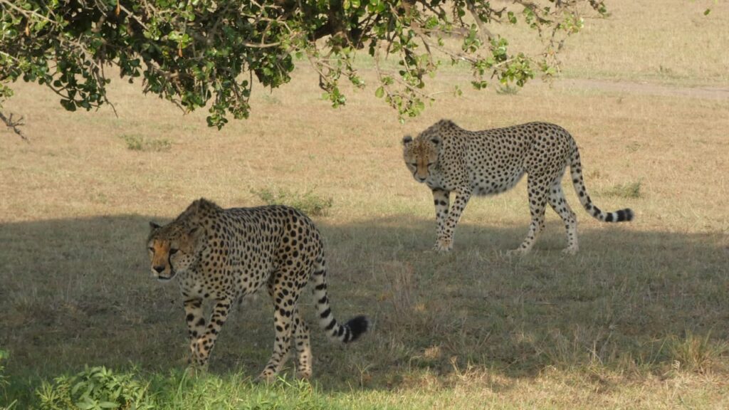 Cheetah coalition on a termite mound scanning the plains during a Masai Mara safari tour