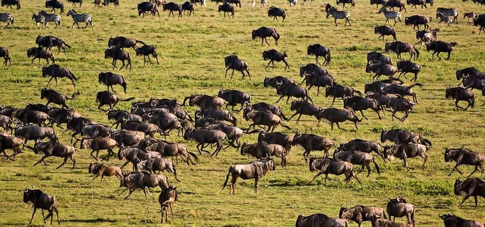 Tanzania safari destinations — vast Serengeti plains with wildebeest herds at sunrise, East Africa's greatest wildlife spectacle
