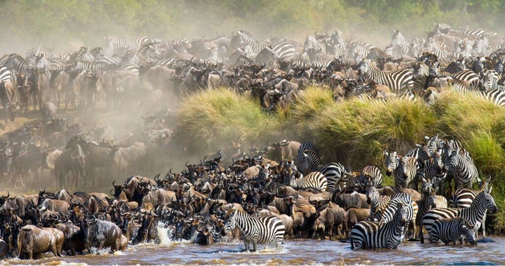 Wildebeest crossing the Mara River during the Masai Mara Wildebeest Migration Safari