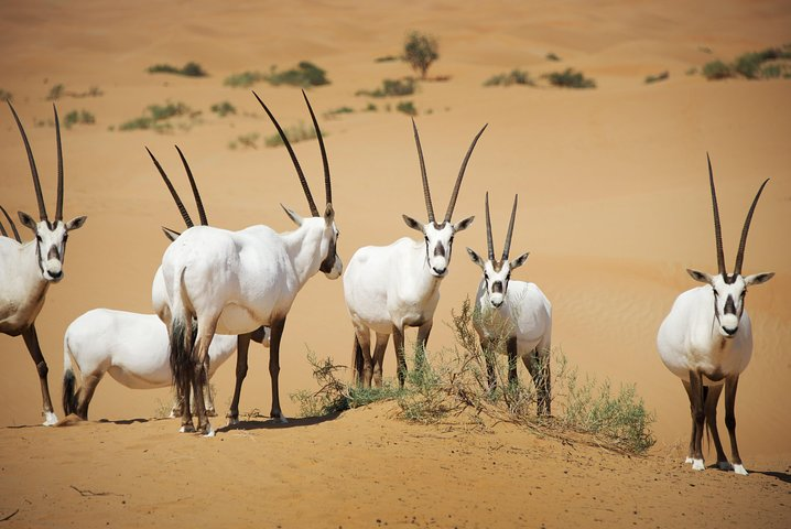 Dubai Safari 6 Dubai safari wildlife — Arabian oryx in the Dubai Desert Conservation Reserve, rare wildlife encounter on a Dubai safari experience
