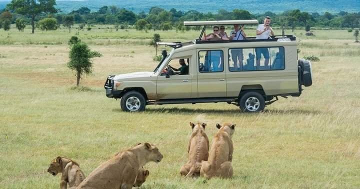 Pride of lions resting on a kopje during a 3 days Masai Mara safari game drive