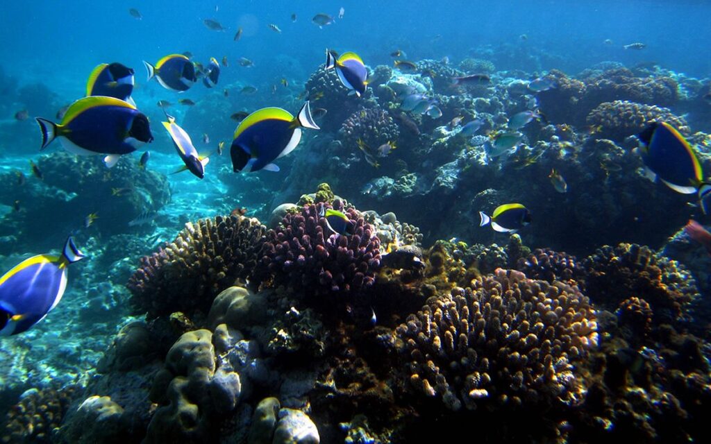 Crystal-clear turquoise waters of Mombasa Marine National Park during a Mombasa Marine Park Day Tour