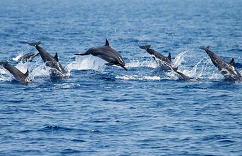 Dolphins swimming alongside boat on Mombasa Marine Park Day Tour scenic ocean cruise