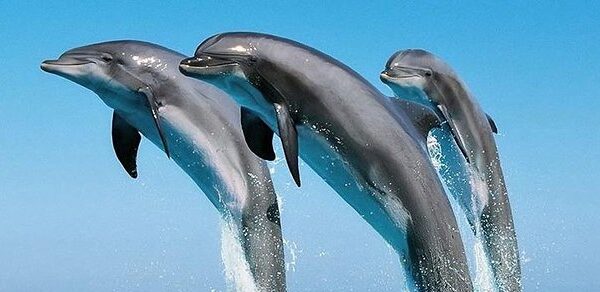 Mombasa Marine Park Day Tour