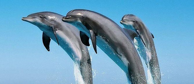 Mombasa Marine Park Day Tour