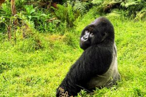 Home 9 Rwanda gorilla trekking — mountain gorilla silverback face close-up Volcanoes National Park, Armani Tours Rwanda safari