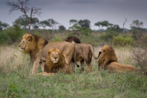 South Africa safari Kruger National Park — lion in long grass with Table Mountain Cape Town, Armani Tours South Africa package