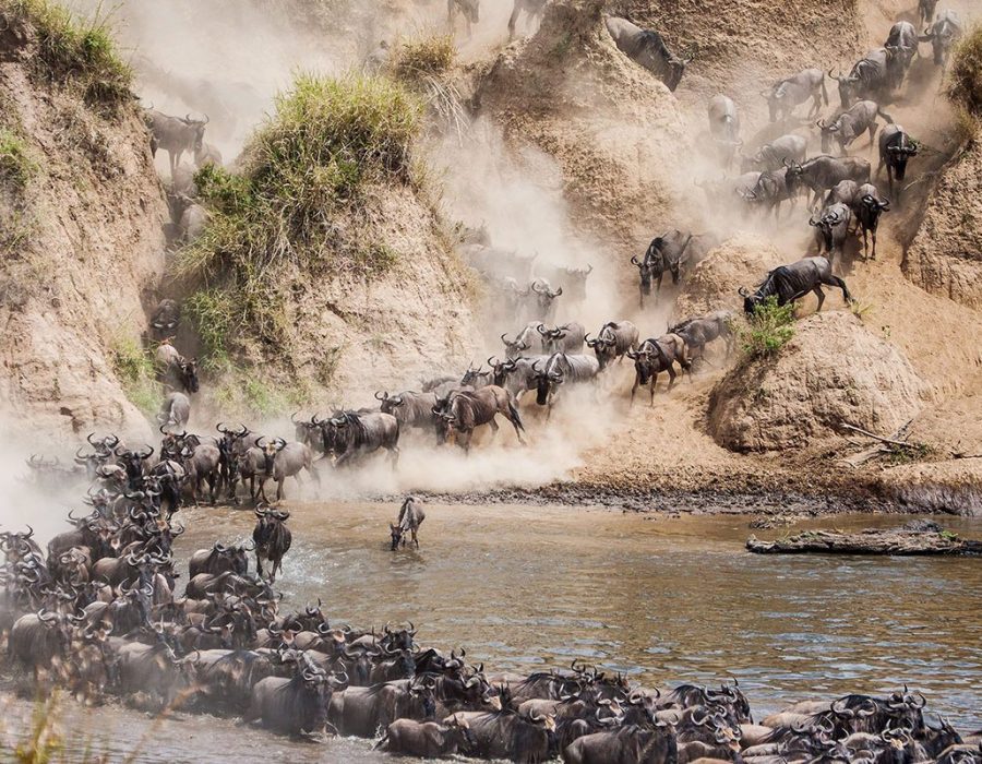 Thousands of wildebeest crossing the Mara River during peak season — best time to visit Masai Mara for migration
