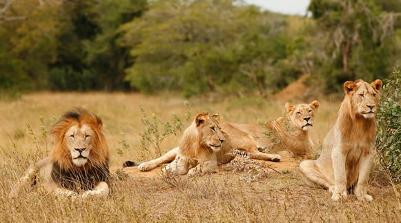 Rwanda Tours 5 African lions resting savanna grassland Akagera National Park Rwanda Big Five game drive safari