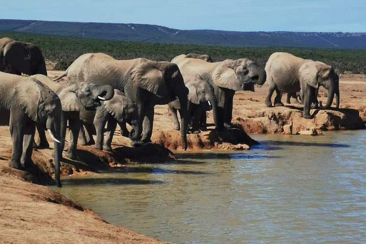 South Africa Safari 2 Elephant herd of 30+ individuals at waterhole in Addo Elephant National Park, malaria-free South Africa safari destination