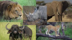South Africa Safari 6 Big Five animals of South Africa - lion, leopard, elephant, buffalo, rhino composite image from Kruger National Park safari