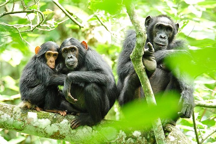 Rwanda Tours 4 Wild chimpanzee in canopy Nyungwe Forest National Park Rwanda primate tracking experience