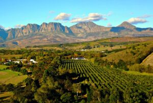 South Africa Safari 9 Cape Winelands wine estate vineyards with mountain backdrop in Stellenbosch South Africa wine tasting tour