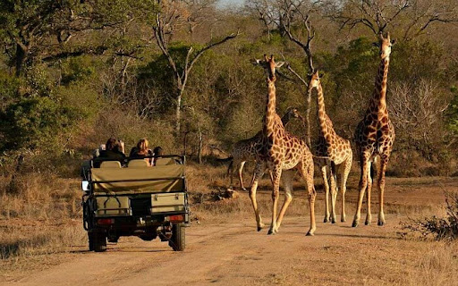 South Africa Safari 3 Safari vehicle on game drive viewing giraffe in Kruger National Park South Africa with African bushveld landscape
