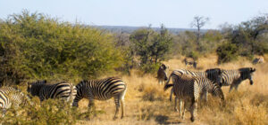 South Africa Safari 7 Diverse African wildlife in Kruger National Park including zebra, giraffe, wildebeest, impala grazing together on savanna