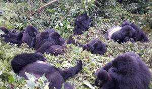 Rwanda Tours 3 Mountain gorilla mother and baby in bamboo forest Volcanoes National Park Rwanda close-up trekking encounter